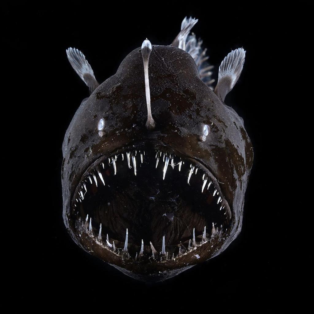 Sea Monsters: Wonders of Nature and Imagination image